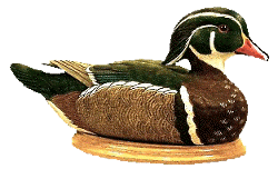 Wood Duck Drake